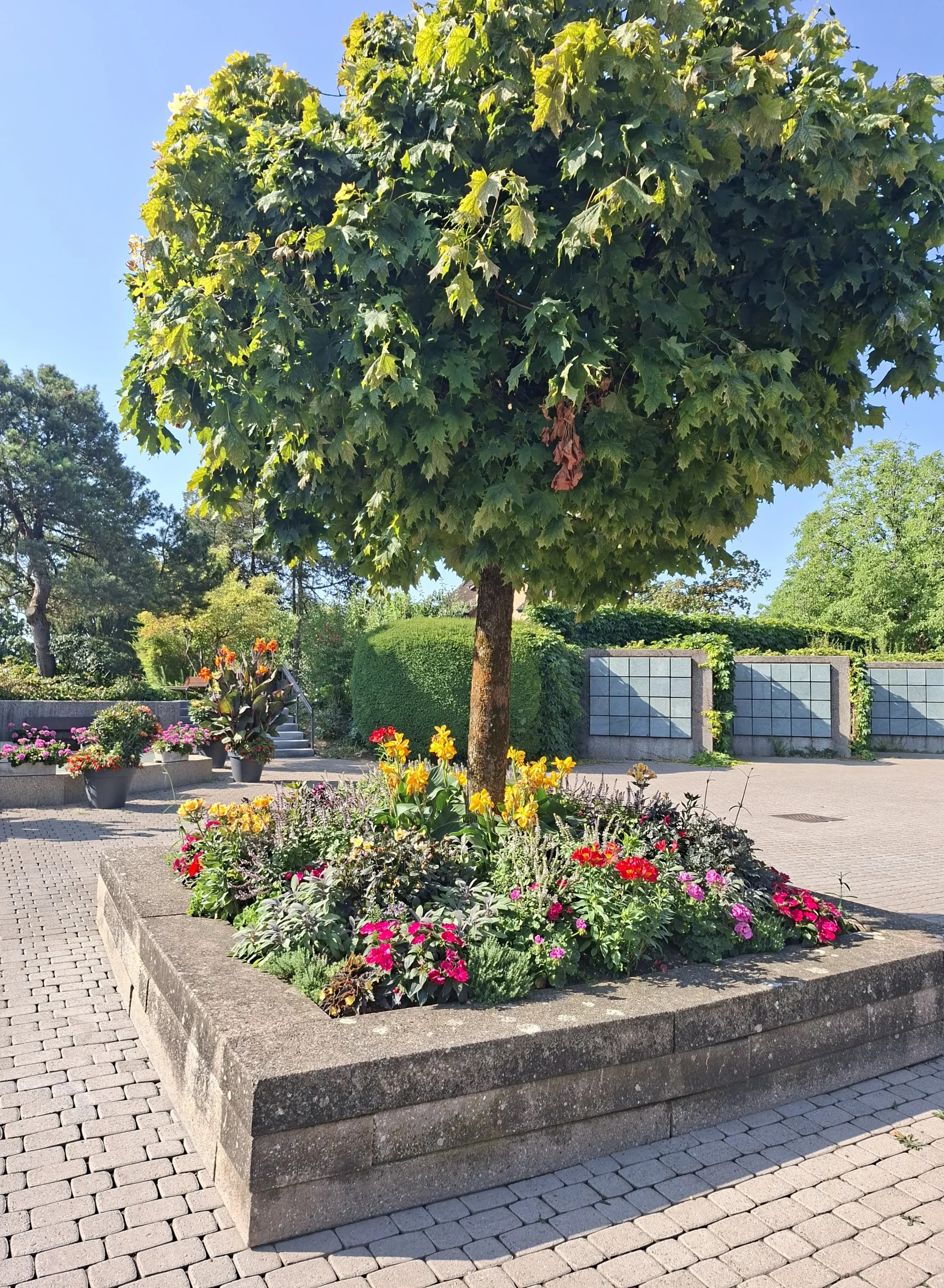 Grosser grüner Baum und farbenfrohe Blumen auf dem Friedhof Affoltern am Albis